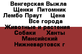 Венгерская Выжла. Щенки. Питомник Лембо Праут. › Цена ­ 35 000 - Все города Животные и растения » Собаки   . Ханты-Мансийский,Нижневартовск г.